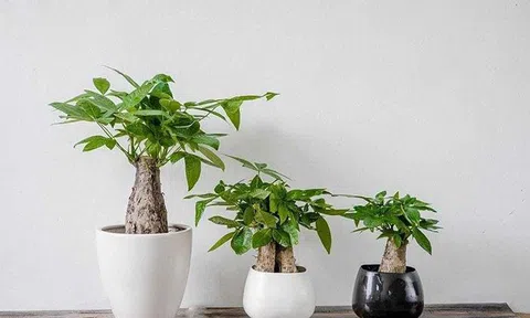 Người mệnh Kim nên trồng những cây phong thủy nào để chiêu tiền tài?