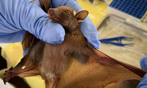 Sau HIV, Ebola, COVID-19, thế giới lo sợ đối mặt với 'bệnh X' bí ẩn