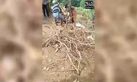 Video: Bị trăn "khủng" siết chặt cổ, người đàn ông Ấn Độ ngạt thở, ngã khuỵu xuống đất