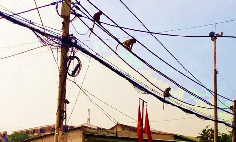 Đàn khỉ hoang ‘đại náo’ khu dân cư ở Sài Gòn, cơ quan chức năng vào cuộc cuộc