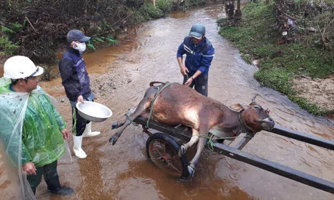 Hơn 900 gia súc chết trong đợt rét đậm, rét hại, Thừa Thiên - Huế bị "nhắc nhở"