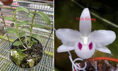 Thương vụ lan đột biến 200 tỷ đồng gây chấn động