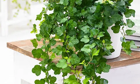 6 loại cây phong thuỷ nên trồng trong phòng ngủ giúp tăng tài vận, vượng khí