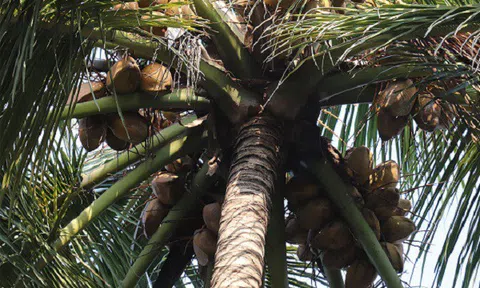 Nghe tiếng trẻ con cười trong đêm mưa, cả gia đình sợ tái mặt và sự thực “dở khóc dở cười” phía sau