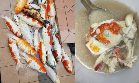 Khoe nồi súp nấu từ 20 con cá Koi, cô gái bị dân mạng lên án gay gắt