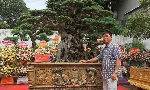 Mãn nhãn cây sanh "vua", đại gia trả 30 tỷ chủ nhân quyết không bán