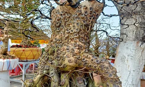 Choáng với mai, đào "cụ" giá khủng trước Tết Nguyên đán 2021