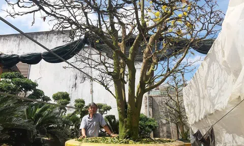 Gốc mai cổ thụ trăm tuổi, chủ nhân quyết không bán vì quá quý giá