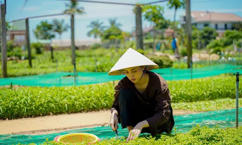 Hoa hậu Tiểu Vy mặc áo nâu giản dị, hết hái rau lại nấu mỳ Quảng siêu ngon