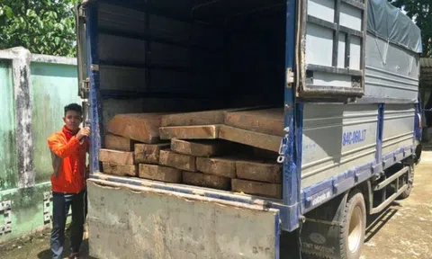 Thừa Thiên Huế: Phát hiện xe tải chở gỗ lậu lớn trong đêm