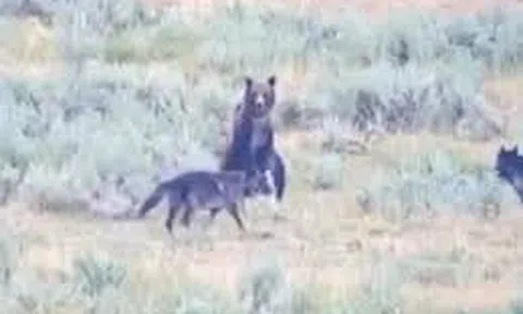 Clip: Gấu mẹ anh dũng bảo vệ đàn con khỏi đàn sói dữ