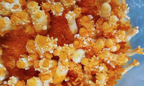 Nấm sợi thể - chìa khóa tăng sức đề kháng