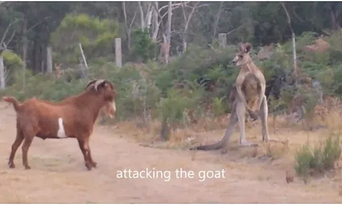 Clip: Bị dê cà khịa, kangaroo nổi điên lao vào đấm liên tiếp kẻ láu cá