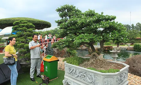 Đại gia nức tiếng Thái Nguyên chi trăm triệu mua loại cây quả đỏ chót, bé bằng đầu ngón tay