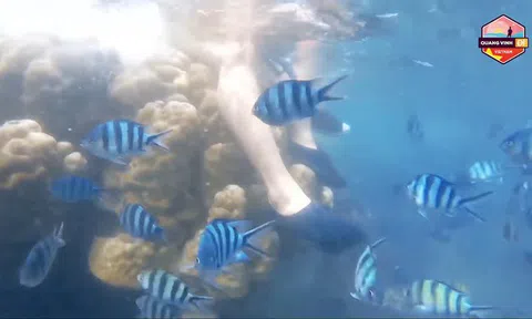 Sau Quang Vinh đến lượt Phạm Quỳnh Anh nhận lỗi sau khi bị chỉ trích vì ngồi lên san hô ở Phú Quốc