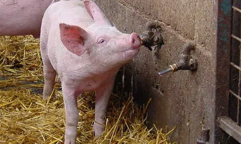 Giá heo hơi hôm nay 18/6: Đà giảm chững lại