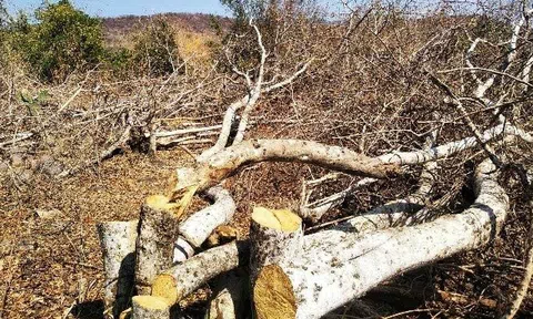 Kiên quyết xử lý đối tượng lấn chiếm đất rừng, hành hung bảo vệ rừng