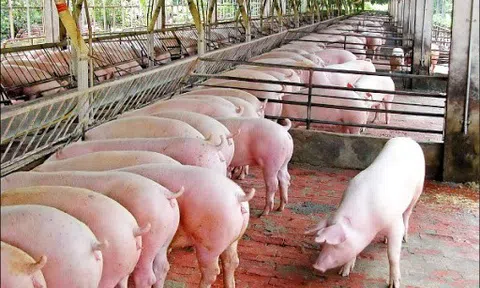 Giá heo hơi hôm nay 19/6: Người nuôi e dè tái đàn, 2 năm nữa giá heo mới giảm?