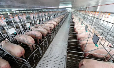 Giá heo hơi hôm nay 20/6: Duy trì ở mức cao từ 83.000 - 91.000 đồng/kg MINH ANH/TIEUDUNG20-06-2020 07:20