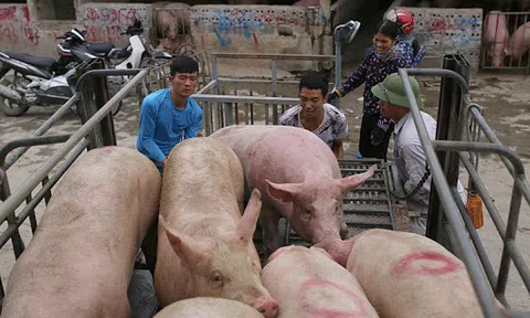 Giá heo hơi hôm nay 22/6: Có nơi tăng 1.000 - 2.000 đồng/kg