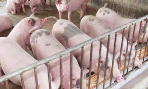 Giá heo hơi hôm nay 23/6: Miền Bắc giảm sâu