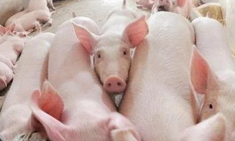 Giá heo hơi hôm nay 25/6: Miền Bắc tăng giá