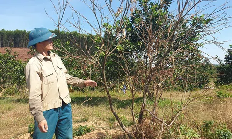 Hà Tĩnh: Nắng nóng quay quắt, cây cối khô héo, rừng báo động đỏ