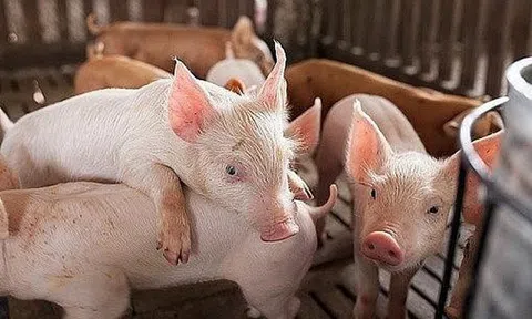 Giá heo hơi hôm nay 28/6: Giảm nhẹ tại một số khu vực