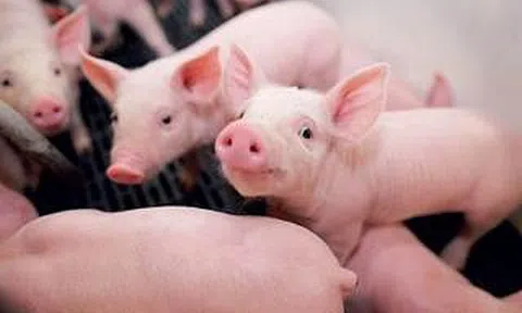 Giá heo hơi hôm nay 1/7: Duy trì ổn định cả 3 miề
