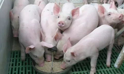 Giá heo hơi hôm nay 2/7: Miền Trung tăng nhẹ