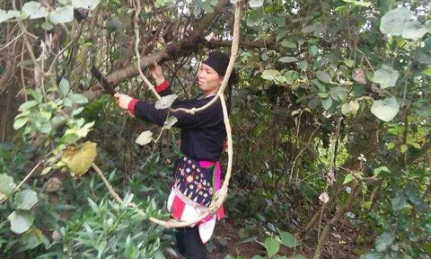 Người đàn ông bị “bác sĩ chỉ định mổ thay khớp háng” thoát kiếp nạn nhờ thảo dược núi Tản