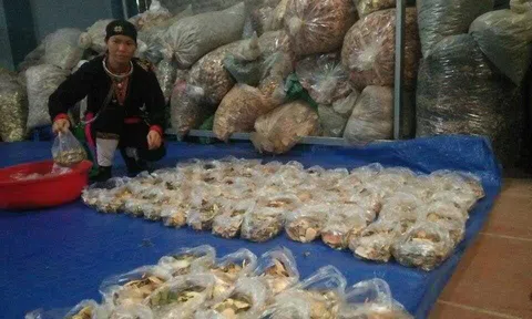 Xương khớp- những bài thuốc quý của người Dao