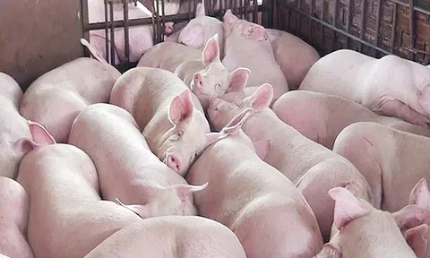 Giá heo hơi hôm nay 21/7: Diễn biến trái chiều tại 3 miền