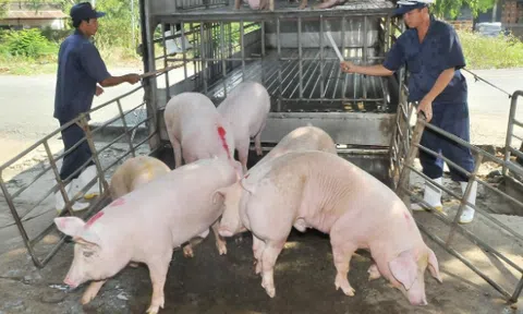 Giá heo hơi hôm nay 22/7: Tăng nhẹ tại một số địa phương
