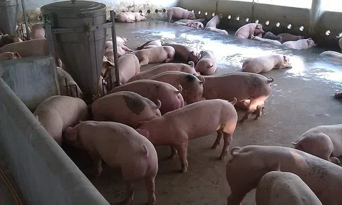 Giá heo hơi hôm nay 23/7: Miền Bắc neo cao ở ngưỡng 90.000 đồng/kg