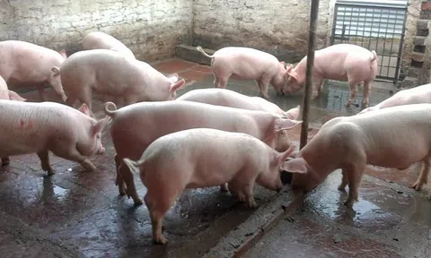 Giá heo hơi hôm nay 24/7: Điều chỉnh trái chiều tại 3 miền