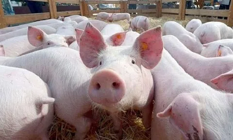 Giá heo hơi hôm nay 25/7: Đi ngang