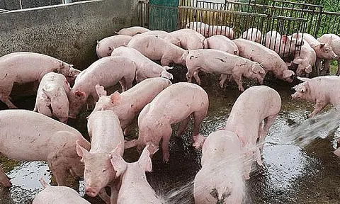 Giá heo hơi hôm nay 27/7: Miền Trung tăng nhẹ