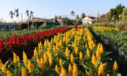 Làng hoa nổi tiếng xứ Huế tất bật chuẩn bị Tết