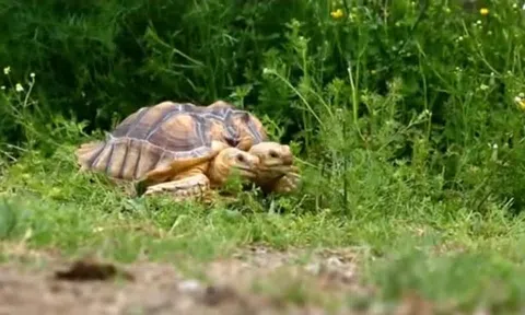 Clip: Con rùa hai đầu già đời nhất thế giới chuẩn bị đón sinh nhật lần thứ 23