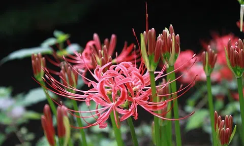 Clip: Hút hồn bởi loài hoa "nở dọc đường Hoàng Tuyền" tại Nhật Bản