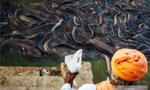 Có một loài cá tràn ngập sông Hằng ở Ấn Độ nhưng dân địa phương không ai dám ăn