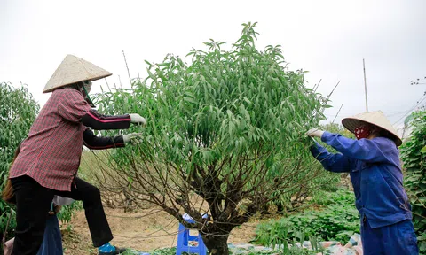 Đào Nhật Tân thay "áo mới" chuẩn bị đón Tết Tân Sửu