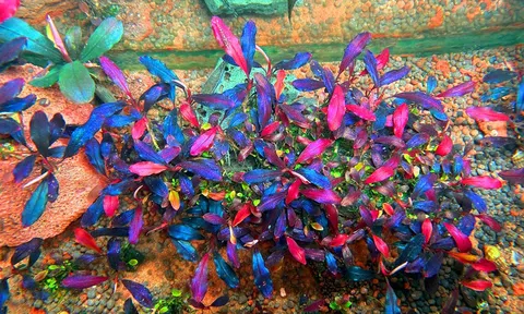 Sự thật về loại thủy sinh có tên cây bóng ma tiền triệu khiến dân chơi phát cuồng