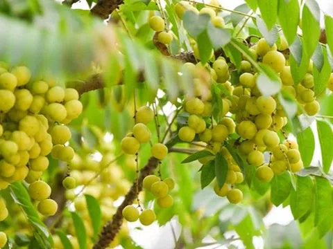 4 loại quả mọc dại ở Việt Nam, sang nước ngoài trở thành “thần dược” được săn lùng với giá đắt đỏ