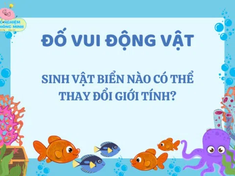 Câu đố 9/10 người chịu thua nhưng nhiều trẻ biết: Sinh vật biển nào có thể thay đổi giới tính?