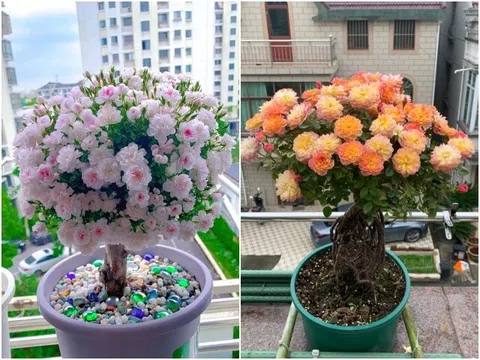 Chàng trai trồng hoa hồng bonsai 9 năm, phần gốc đã đẹp, hoa nở đầy chậu càng mãn nhãn hơn