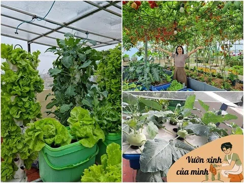 Bà nội Hải Phòng làm vườn trên sân thượng 60m2, vừa trồng thủy canh vừa trồng đất, chia sẻ bí quyết có rau ăn quanh năm