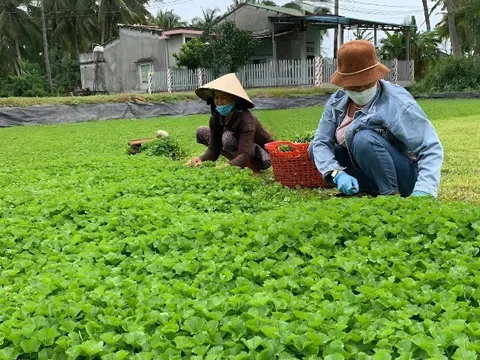 Thứ rau dại nào mọc hoang khắp nơi được ví như "nhân sâm tự nhiên", ở chợ Việt bán đầy, 3.000 đồng có thể mua?