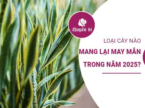 Ý nghĩa cây cảnh phong thủy: Loại cây nào mang lại may mắn trong năm 2025?